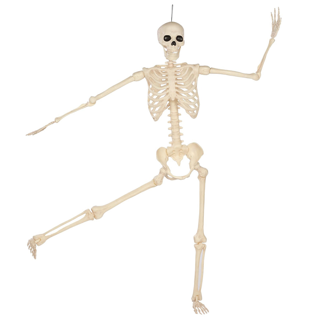 5 Ft Life-Size Full Body Skeletons X461