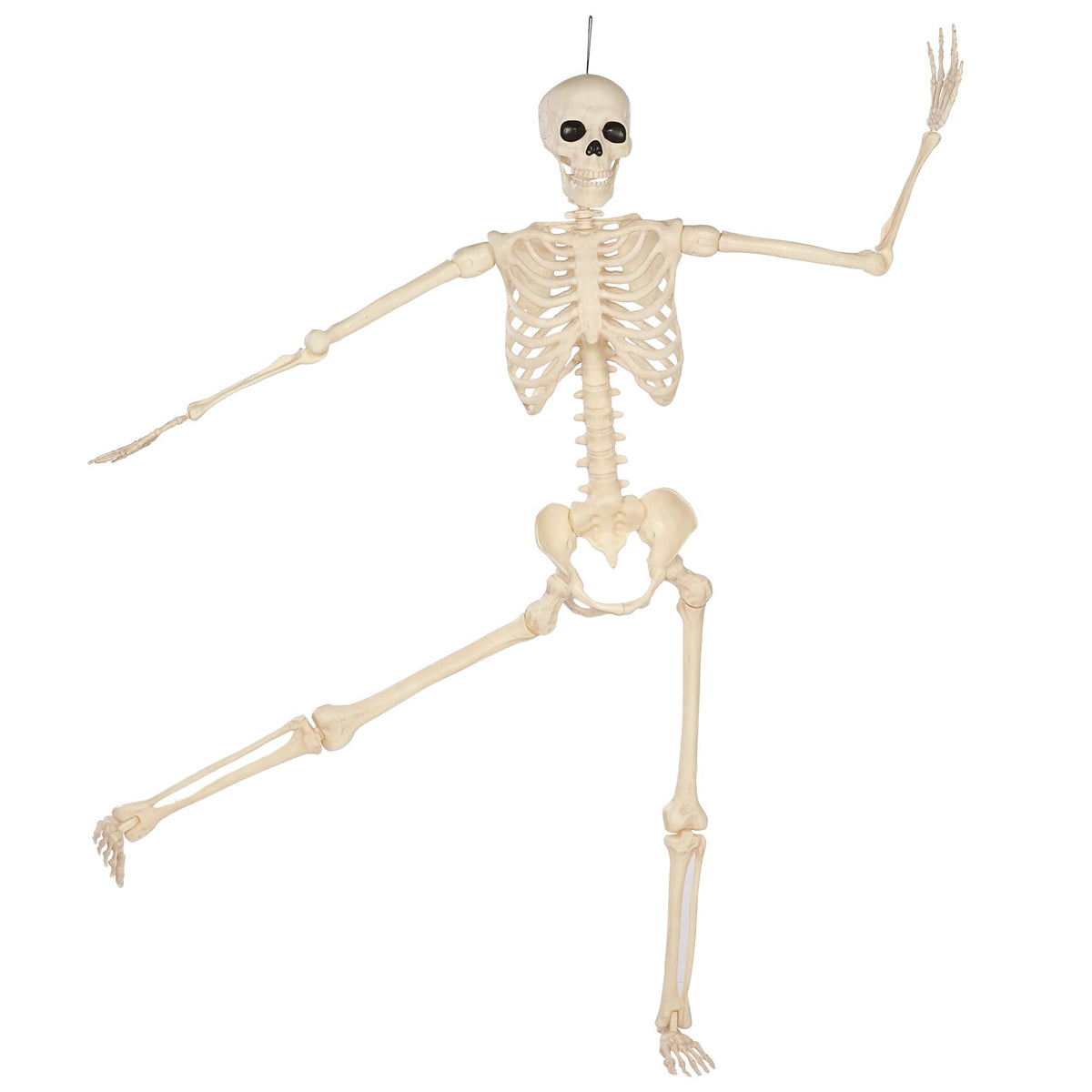 5 Ft Life-Size Full Body Skeletons X461