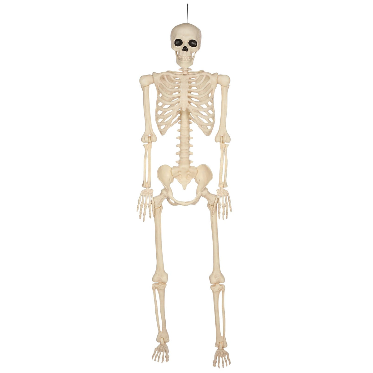 5 Ft Life-Size Full Body Skeletons X461