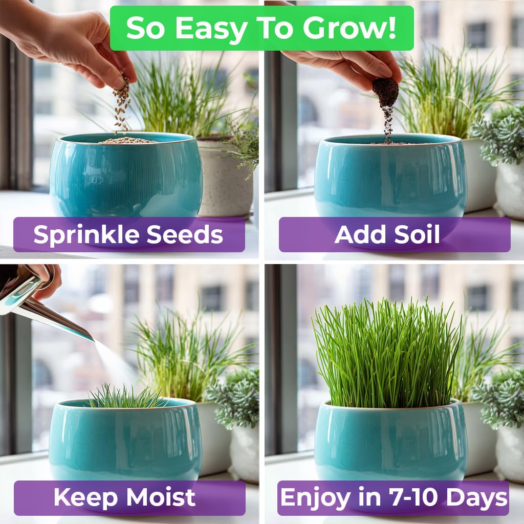 Cat Grass & Catnip Seeds 3 Pack Variety Kit W686353