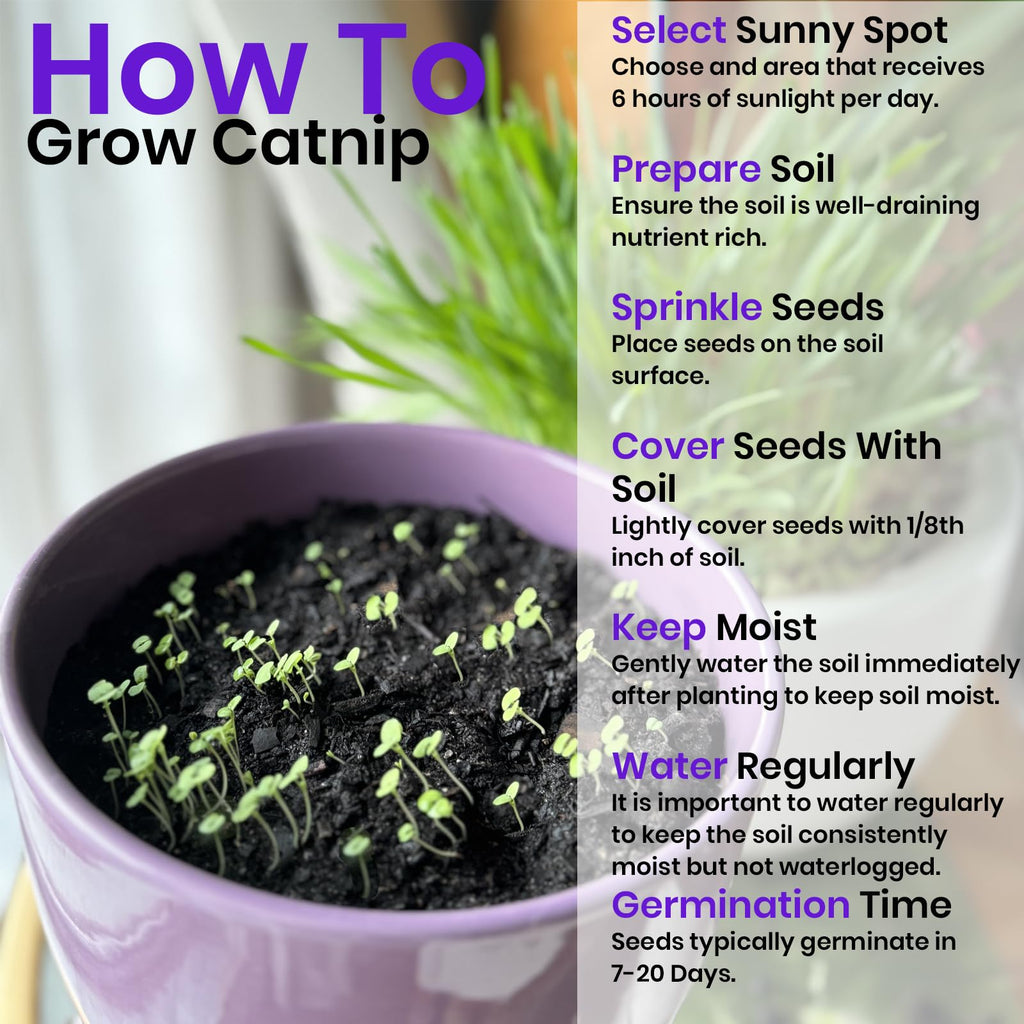 Cat Grass & Catnip Seeds 3 Pack Variety Kit W686353