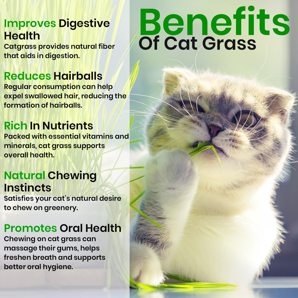 Cat Grass & Catnip Seeds 3 Pack Variety Kit W686353