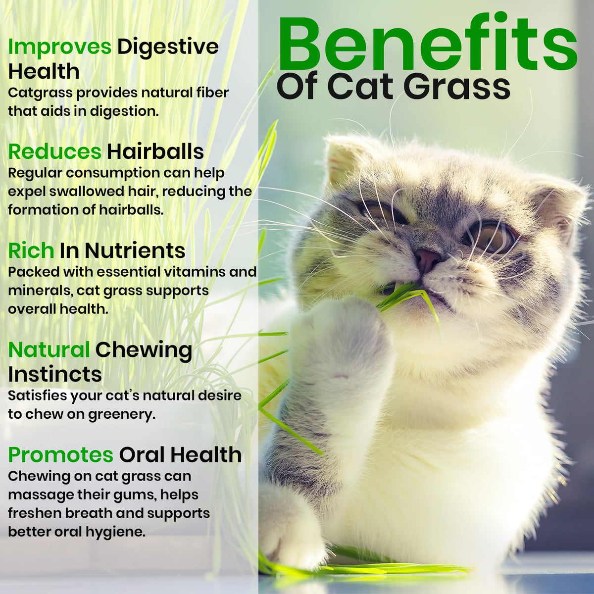 Cat Grass & Catnip Seeds 3 Pack Variety Kit W686353