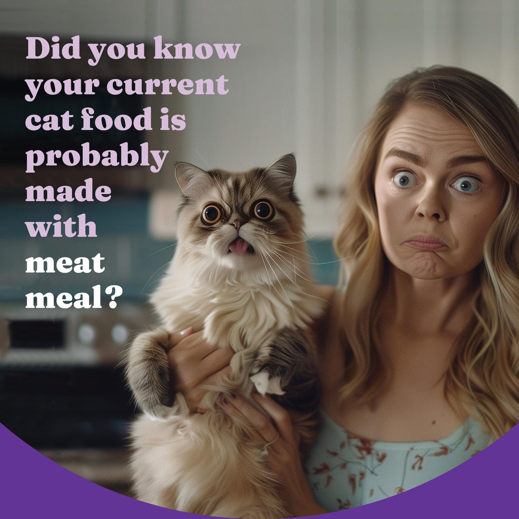 Dry Cat Food 3 lb O888